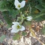 Ornithogalum divergens Buveinė