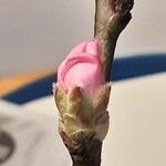 Prunus dulcis 花