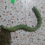 Huernia penzigii 葉