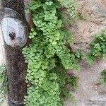 Adiantum capillus-veneris 整株植物