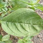 Amaranthus powellii Blatt