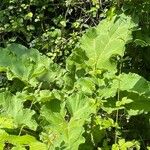 Arctium lappaFuelha