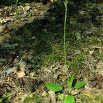 Hieracium glaucinum Habitus