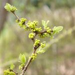 Xylosma ciliatifolium Floare