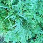 Artemisia dracunculus 葉