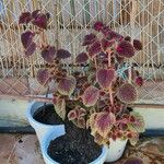 Plectranthus scutellarioidesഇല