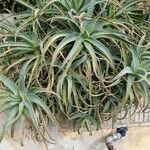 Aloe arborescens Folha