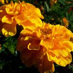 Tagetes erecta Floare