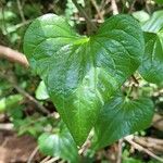 Dioscorea communisLeaf