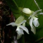 Epidendrum octomerioides