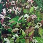Silene baccifera Hábito