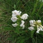 Pedicularis comosa Цветок