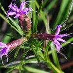 Liatris cylindracea Flor