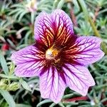 Salpiglossis sinuata Çiçek