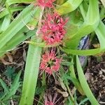 Lycoris radiata Flor