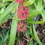 Lycoris radiata Blomst