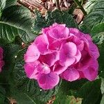 Hydrangea spp.Flower