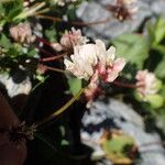 Trifolium pallescens 花