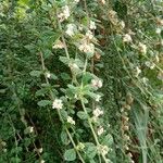 Lippia micromera Feuille