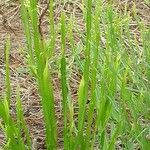 Baccharis trimera Лист
