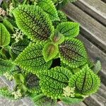 Pilea mollis Leaf