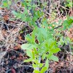 Elaeodendron transvaalense Leaf