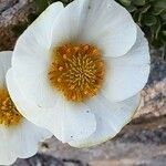 Ranunculus glacialis 花