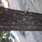 Handroanthus ochraceusBark