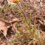 Castilleja coccinea Habit