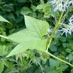 Echinocystis lobata Leaf