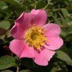 Rosa mollis Kukka