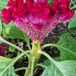 Celosia argentea Maua