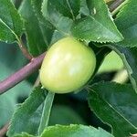 Prunus brigantina ഫലം