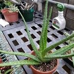 Aloe officinalis Хабит