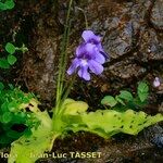 Pinguicula longifolia Hábito