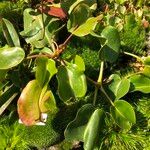 Nepenthes truncata Hábito