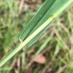 Urochloa eminii Schors