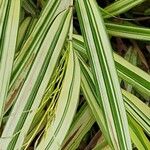 Hakonechloa macra Frunză