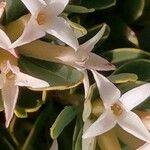 Daphne oleoides Blüte