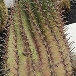 Ferocactus pilosus Ліст