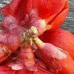 Chaenomeles × superba Flower