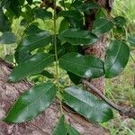 Daniellia oliveri 葉