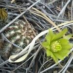 Echinocereus viridiflorus Агульны выгляд