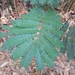 Albizia adianthifolia Delienn