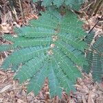 Albizia adianthifolia 葉