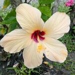 Hibiscus rosa-sinensisKwiat