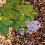 Ceanothus americanus Hàbitat