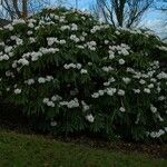 Rhododendron × geraldii عادت داشتن