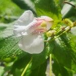 Impatiens tinctoria Žiedas