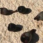 Eucalyptus buprestium Frugt